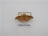 藏品(尺蠖蛾科)的圖片